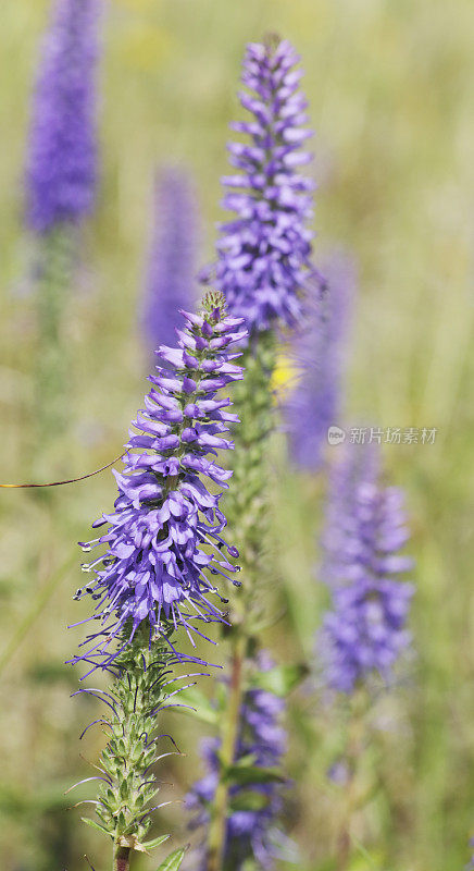 婆婆纳属的植物(Veronica spicata)